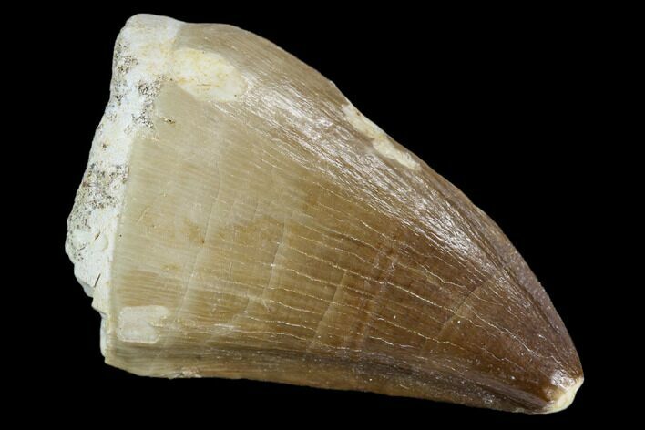 Fossil Mosasaur (Prognathodon) Tooth - Morocco #107727